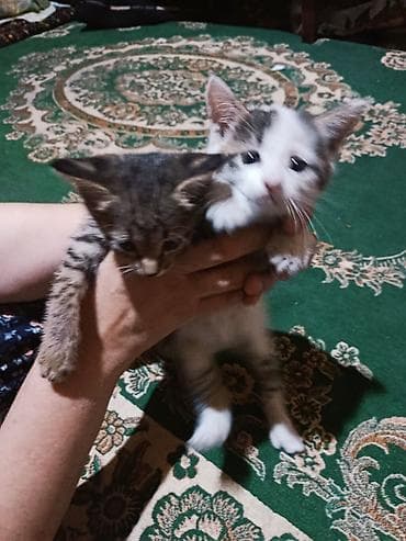 мышык бишкек: Отдаются котята. Маленькие домашние котята, возраст визуально ранний — 1