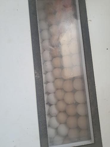 термос бочка: Инкубатор НОРМА «Урал» (модель С-12) - Электронный блок управления с — 6