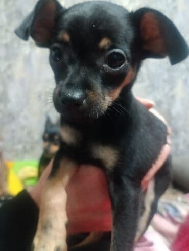 щенки сенбернар: Той-терьер, 2 месяца, Самец — 1