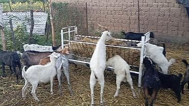 Животные: Продаю | Коза (самка), Козёл (самец), Козлёнок | Полукровка, Зааненская | На забой, Для разведения, Для молока | Племенные — 5