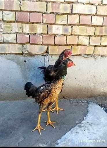 арашан ко: Сатам | Тооктор | Тебиштирүүчү | Көбөйтүү үчүн — 5