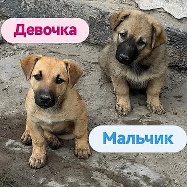 собака даром: Щенки и мама. Описание: - Порода: беспородные (метисы), компактного — 5