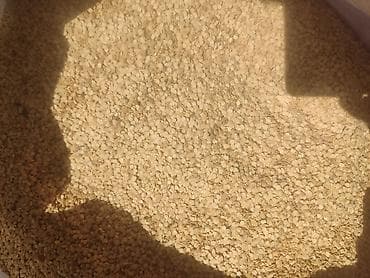 карликовой кури: Семена перец сорт тулбанос — 1