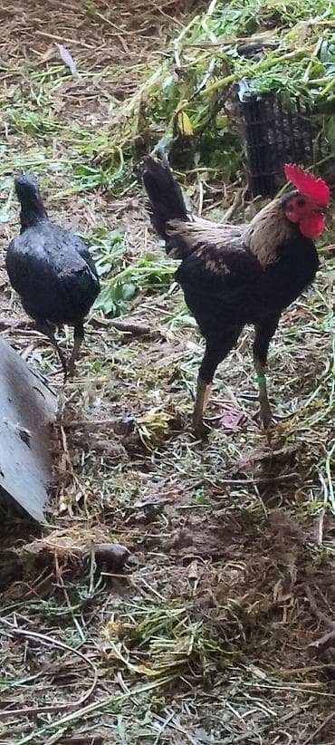 коя карп: Продаю | Петух | Для разведения — 4