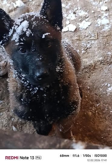 Башка жаныбарлар: Щенки бельгийской овчарки (малинуа). - Окрас: рыже-палевый с — 8