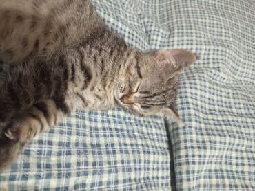 отдам кошечку в добрые руки: Кошка даром: Беспородная, 3 месяца, Девочка — 3