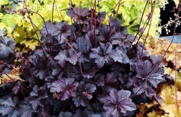 полька малина кочот: Продаю уличные многолетние цветы . Солнцелюбивые рас тения — 20