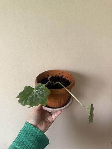 светы: Бегония комнатная в горшке - Растение с длинным стеблем и двумя — 1