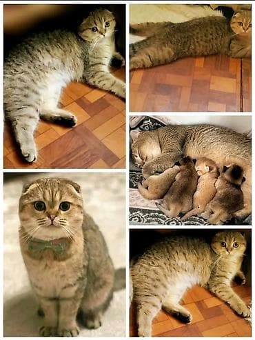 Животные: Скотиш Фолд (Шотландская вислоухая), 8 месяцев, Мальчик, Золотая шиншилла, Приучена к лотку — 1