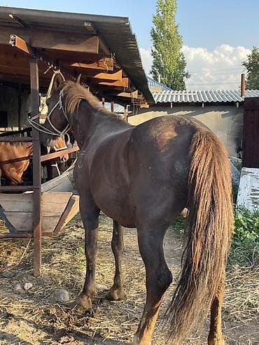 Продаю | Жеребец | Рабочий