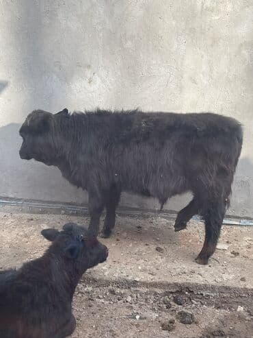 ящик металлический: Продаю | Бык (самец), Музоо, торпок | Ангус, Симментальская, Шароле | Искусственник — 3