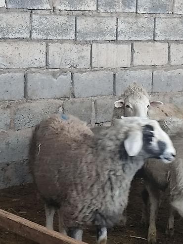 Животные: Продаю | Овца (самка) — 4