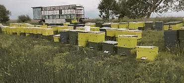 Пчёлосемьи в корпусных ульях. Продаются вместе с ульями, можно и