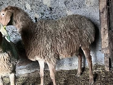 Башка жаныбарлар: Сатам | Ургаачы кой (ургаачы) | Көбөйтүү үчүн — 5