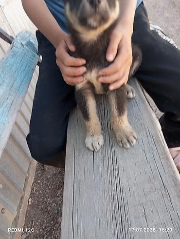 корм для собак купить: Собака даром: Овчарка, 1 месяц, Самец — 4