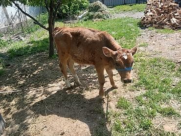 боксер собака купить: Продаю | Бык (самец) | Швицкая | На откорм | Искусственник — 3