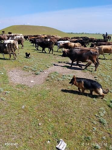 бетон жумуштары: Услуги пастушьей собаки для выпаса стада - Порода: немецкая овчарка — 6