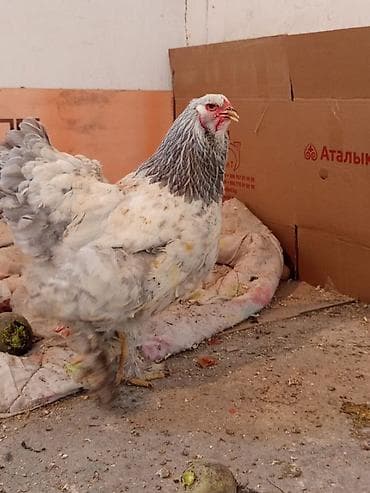 продаю птиц: Продаю | Куры | Брама | Для разведения — 1