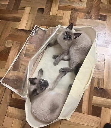 Үй жаныбарлары: Сиамские коты-полностью привиты, чипированы-есть паспорта. В добрые — 5