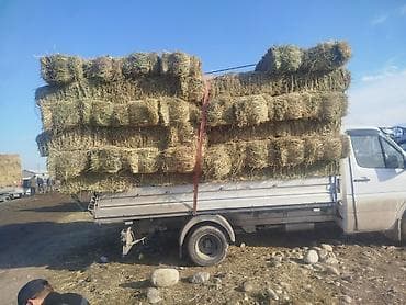 Башка жаныбарлар: 1 укосчоп беде аралаш сатылат метровый плотный доставка мн 280 сом — 3