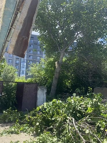 даром женские вещи: Отдам даром деревья на дрова — 1