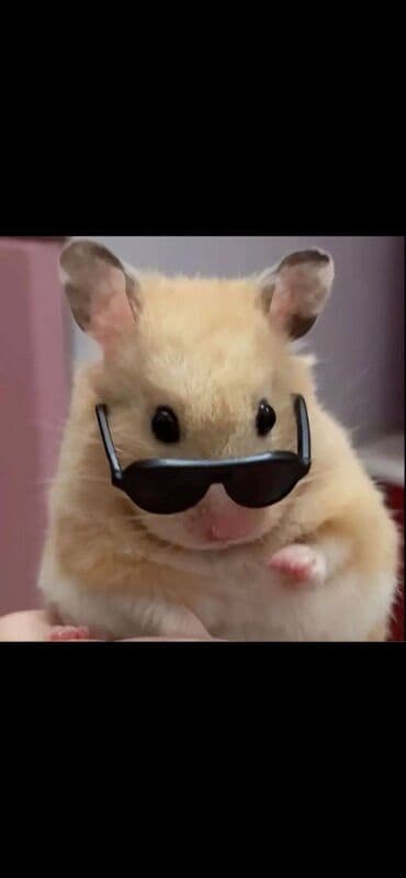 золотистая шиншилла: Отдаем вместе с клеткой кормом вместе с беговым колесом домиком — 9