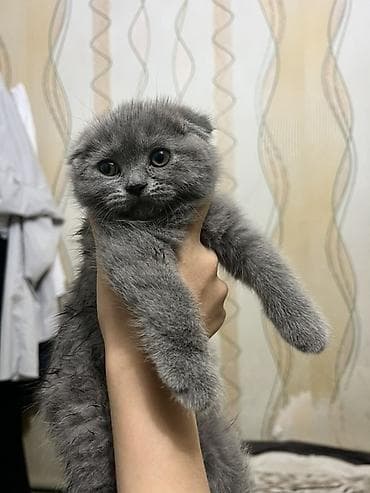 Мышыктар: Скотиш Фолд (Шотландиялык шалпаң кулак), 2 айлык, Ургаачы, Боз — 2