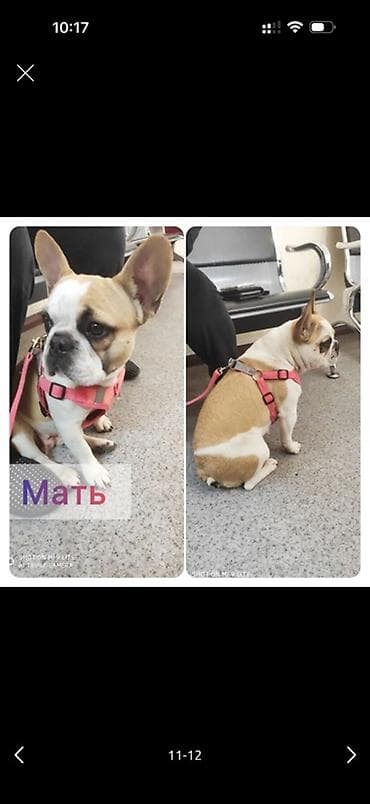 шотландская кошка бишкек: Щенки французского бульдога - Порода: французский бульдог - Окрас — 4