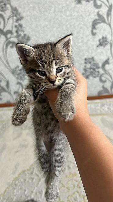 кошки жалал абад: Очаровательные котята домашнего помёта. ВЕСЛОУХАЯ 2000с ❗️❗️❗️❗️ - — 3