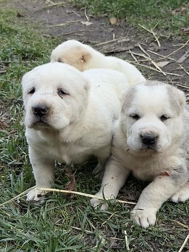 купить немецкую овчарку: Предлагаются к бронированию щенки Алабая! Щенки родились 27 января, 2 — 1
