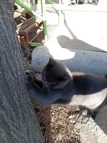 девон рекс бишкек: Британ кыска жүндүү, 7 айлык, Эркек, Көгүлтүр, Лотокко барууга үйрөтүлгөн — 3