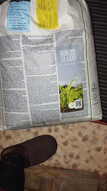 продаю кобылу: Семена кукурузы Syngenta, гибрид SY Miami - Сертифицированные семена — 2