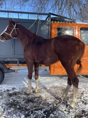 сиамская кошка цена бишкек: Продаю | Конь (самец) | Английская, Арабская | Рабочий — 1