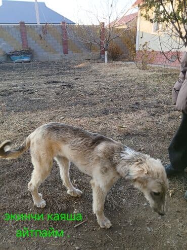 Кошки: Продаю | Кобыла (самка) | Для разведения — 6