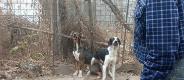 сколько стоит собака породы доберман: Собаки! Собаки. Охрана. обладают острым чутьем и выразительным — 1