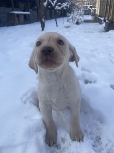 мясные отходы для собак: Лабрадор-ретривер, 2 месяца, Самка, С прививкой — 1