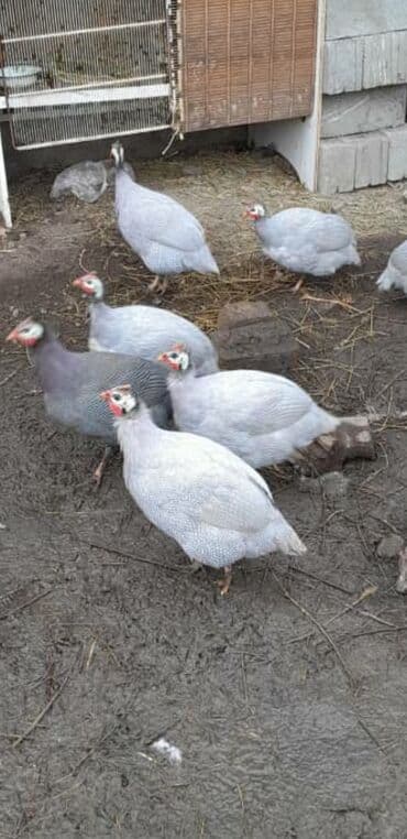 Другие животные: Цесарки (семейство Numididae), декоративно‑мясная птица. - — 2