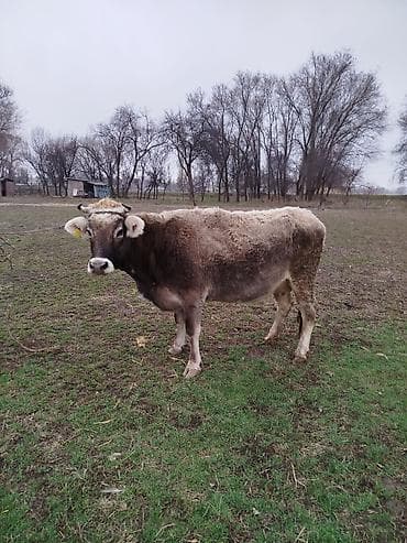 бычки ангус: Продаю | Корова (самка) | Для молока — 2