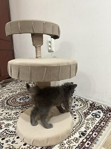 foo foo: ОТДАМ КОТЕНКА ДАРОМ Мальчик, привитый, привык к человеку отдам в — 2