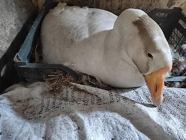 утки мандаринки: Домашние гуси - Порода: линда+крупные серые (характерный «шишак» на — 6