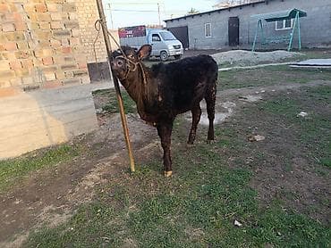 собаки талас: Продаю | Тёлка, Музоо, торпок | Абердин-ангус — 1