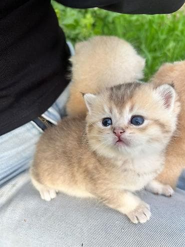Продажа кошек: Готовы к брони шикарные плюшевые ласковые котята ручные скотиф фолд — 8