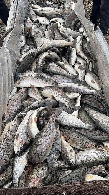 тушки бройлера: Оптом С речки свежая 550 сом отправка по регионам Охлаждённая — 2