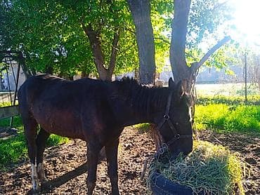 ящик сатылат: Сатам | Байтал | Жумушка — 2