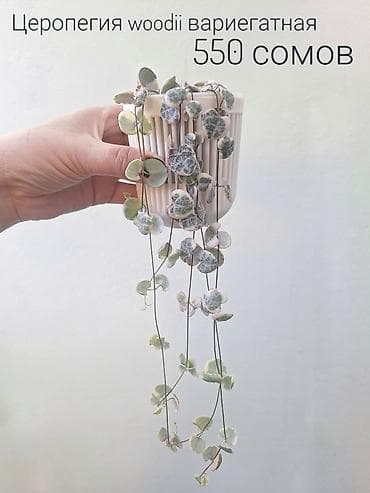 спринклеры: 🌿 Комнатные цветы (укоренённые черенки/молодые растения/взрослые — 2