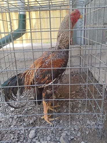 тайган собака цена бишкек: Сатам | Короздор — 1