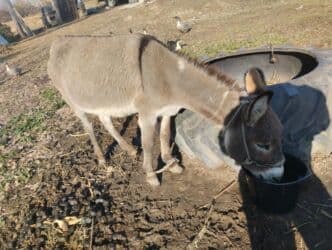 Кемирүүчүлөр: Айгыр эшек — 1