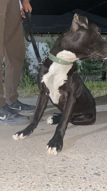 Питбуль, 2 года, Самка, С родословной