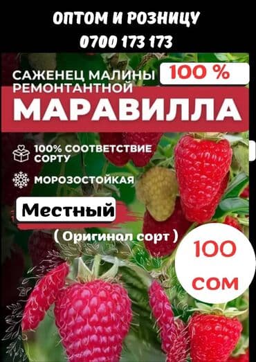 саженцы клубника опт, саженцы клубника от производителя, купить саженцы клубники оптом, саженцы клубники оптовая, саженцы клубники партия, саженцы клубники азия опт, саженцы клубники азия производитель, саженцы клубники альба опт, саженцы клубники прими п: Рассада : Малина, Самовывоз — 1