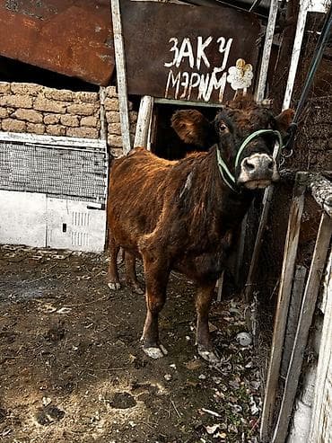 алатауский: Продаю | Корова (самка) | Алатауская, Швицкая | Для молока | Стельные — 4